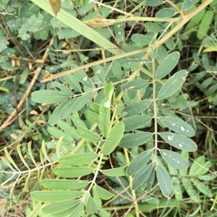 Tephrosia noctiflora