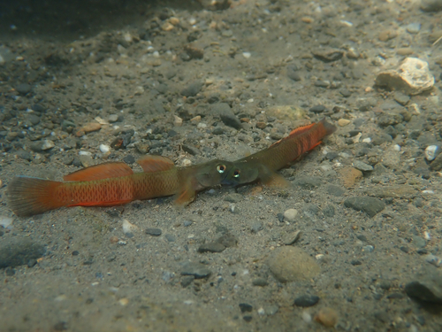 Lagoon goby (Sicyopus zosterophorus) — Gobiidae — 3