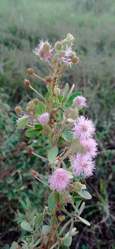 Mimosa debilis, 2026-05-19