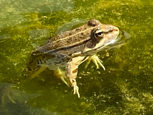 Sahara Frog
