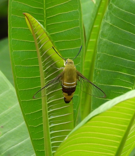 Pellucid Hawkmoth