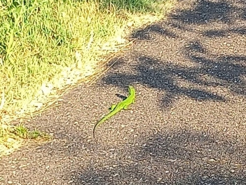 Western Green Lizard
