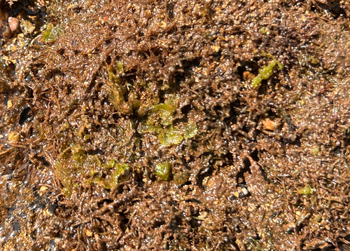 Microdictyon setchellianum observed 2026-06-03