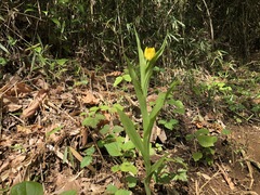 Cephalanthera falcata