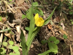 Cephalanthera falcata