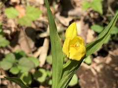 Cephalanthera falcata