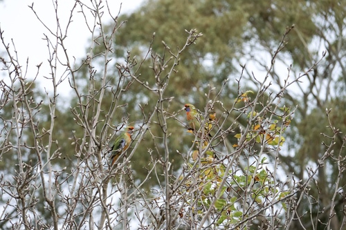 Adelaide Rosella