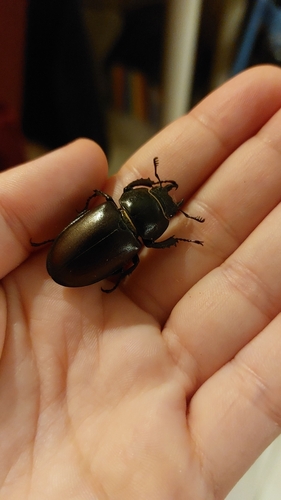 European Stag Beetle