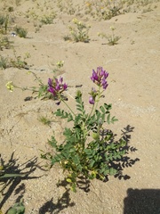 Astragalus crotalariae