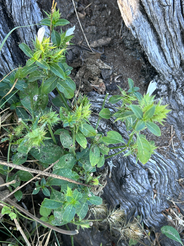 Barleria elegans, photograph 4