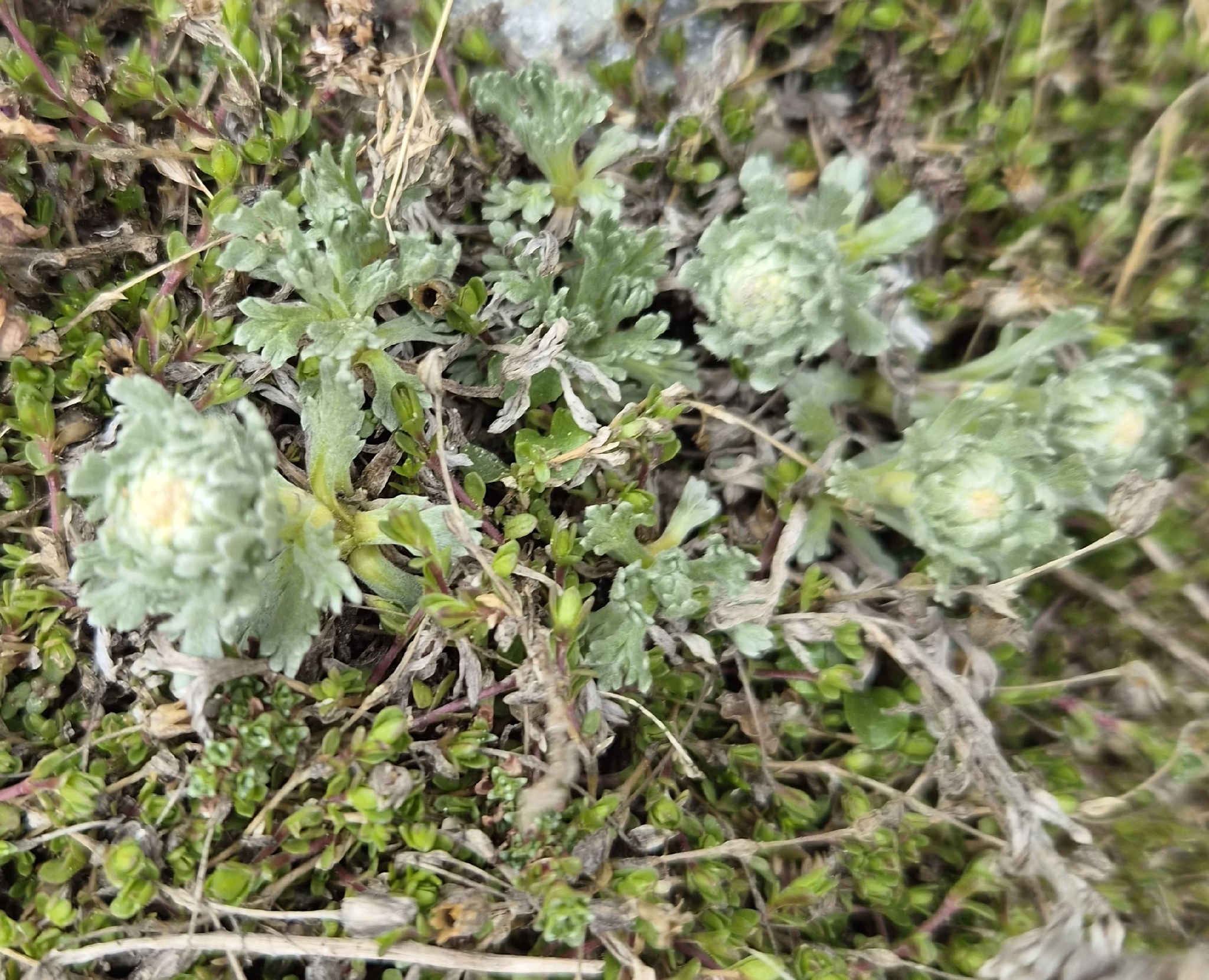 Genepi