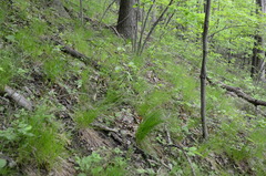 Trichophorum planifolium