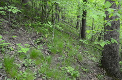 Trichophorum planifolium