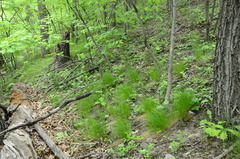 Trichophorum planifolium