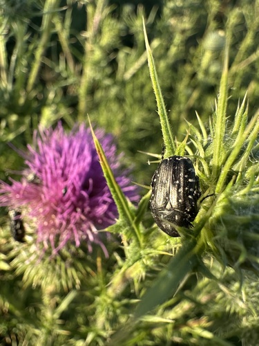 Mediterranean Spotted Chafer