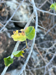 author not stated, no rights reserved Sterculia rogersii, photograph author not stated, no rights reserved