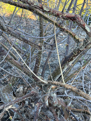 author not stated, no rights reserved Sterculia rogersii, photograph author not stated, no rights reserved