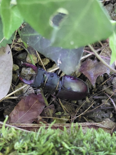 European Stag Beetle