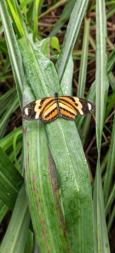 Eueides isabella dianasa