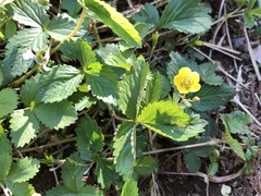 Potentilla freyniana