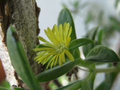 Delosperma rogersii
