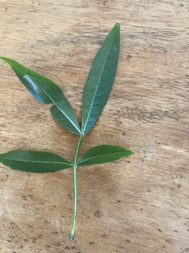 Broad leaved Whitewood