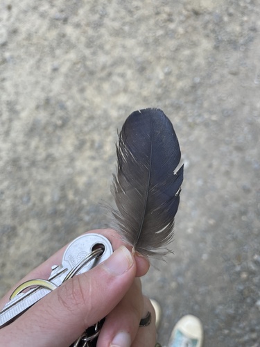 Plume de Corneille noire