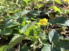 Potentilla freyniana