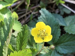 Potentilla freyniana