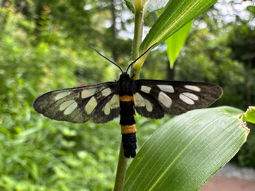 Japanese Nine-spotted Moth