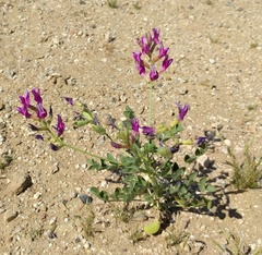 Astragalus crotalariae