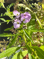 Iberis umbellata