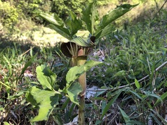 Arisaema serratum
