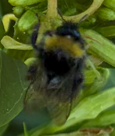 Early Bumble Bee