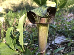 Arisaema serratum