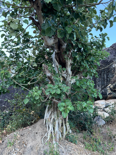 Ficus abutilifolia, photograph 2