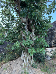 Ficus abutilifolia, photograph author not stated, no rights reserved