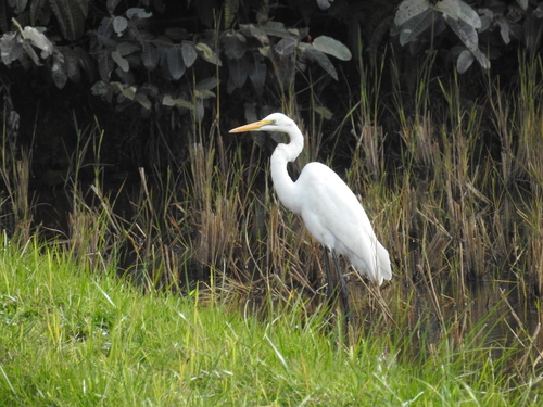 Great Egret