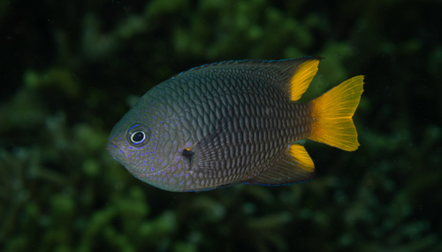 Pomacentrus philippinus observed 2026-06-11