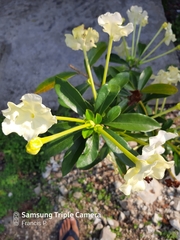 Brunfelsia americana