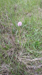 Neotinea tridentata