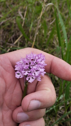 Neotinea tridentata, photograph 4
