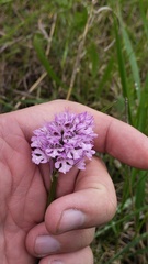 Neotinea tridentata, photograph (c) Andrew Bazdyrev, some rights reserved (CC BY)