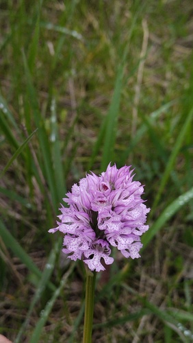 Neotinea tridentata, photograph 3