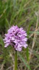 Neotinea tridentata, photograph (c) Andrew Bazdyrev, some rights reserved (CC BY)