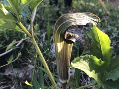 Arisaema serratum