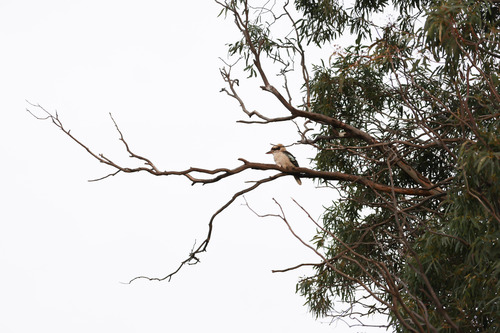 Laughing Kookaburra