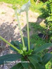 Brunfelsia americana