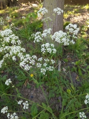 Anthriscus sylvestris