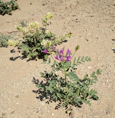 Astragalus crotalariae